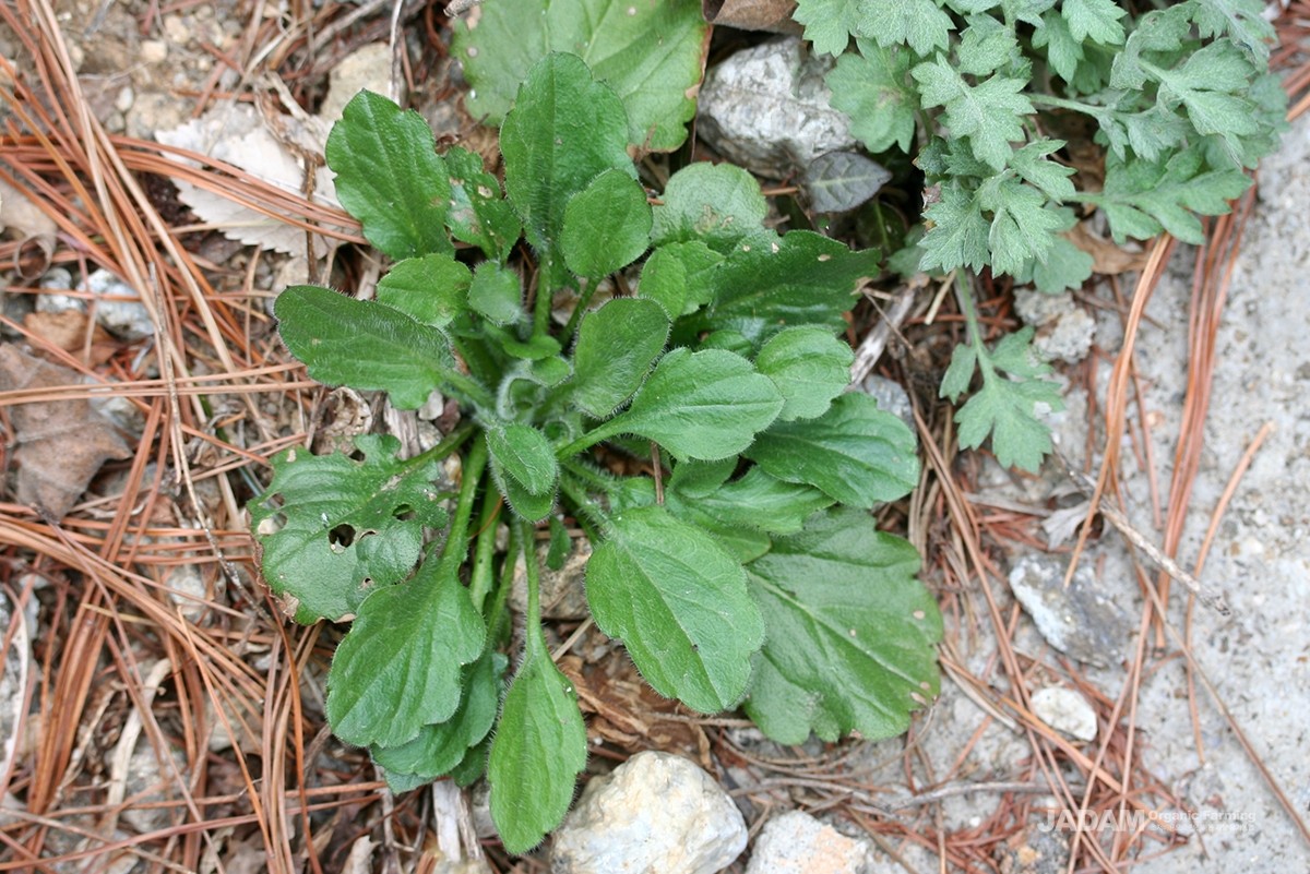 Horseweed (above) and Daisy Fleabane (below) during the winter
