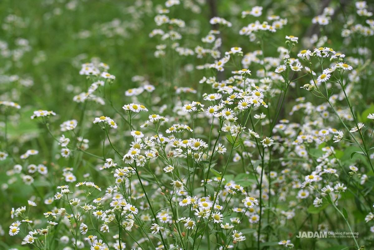 Inflorescence comparison: Horseweed (above) and Daisy Fleabane (below)