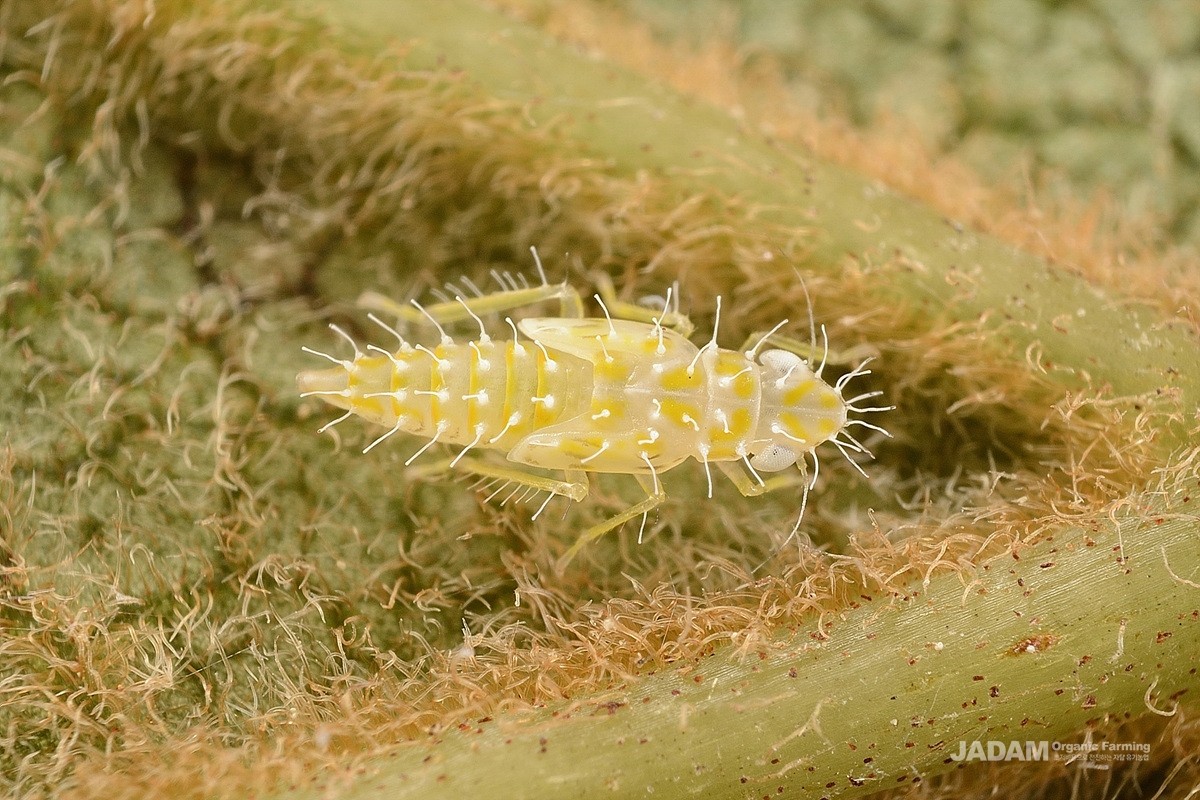 Late instar of persimmon leafhopper (Zorka sp.) nymph
