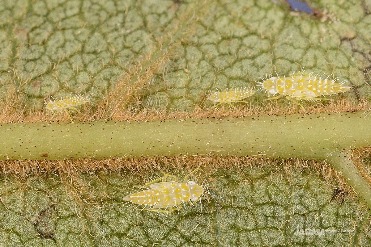 Early instar of persimmon leafhopper (Zorka sp.) nymph
