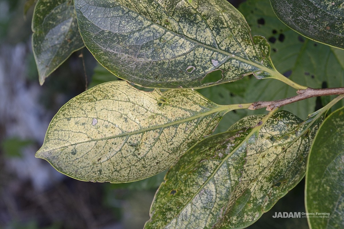 Damaged persimmon leaves caused by persimmon leafhopper (Zorka sp.)