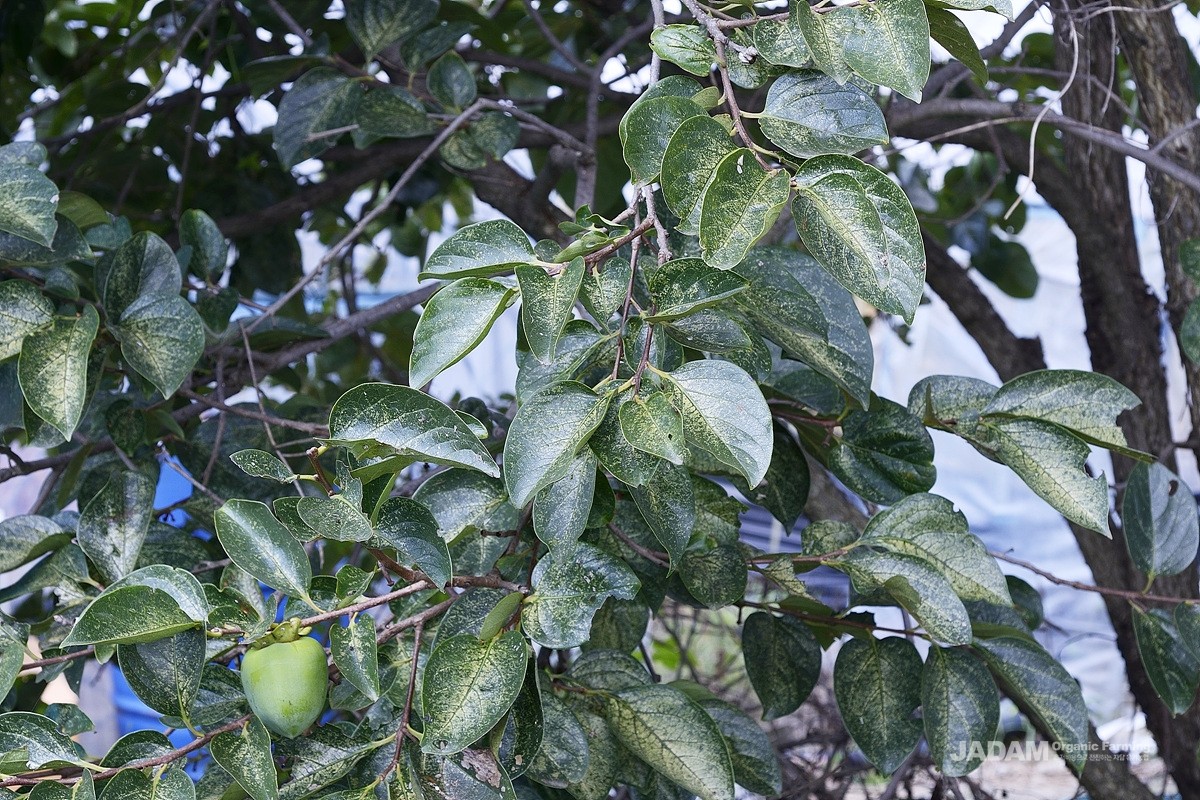 Damaged by persimmon leafhopper (Zorka sp.)