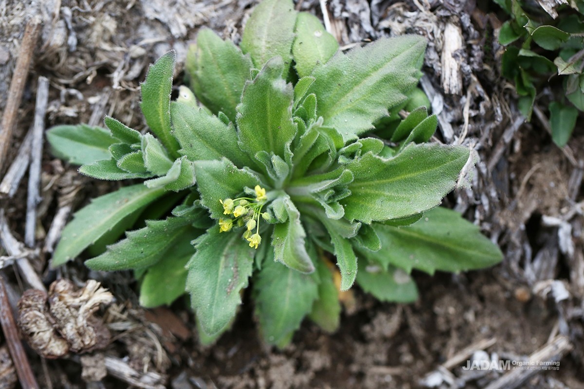 It is a winter annual plant in the mustard family (Brassicaceae) that survives winter in a rosette form