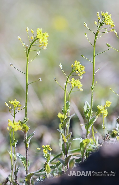 The leaves are spatulate, long-elliptic, thick, and toothed along the edges.