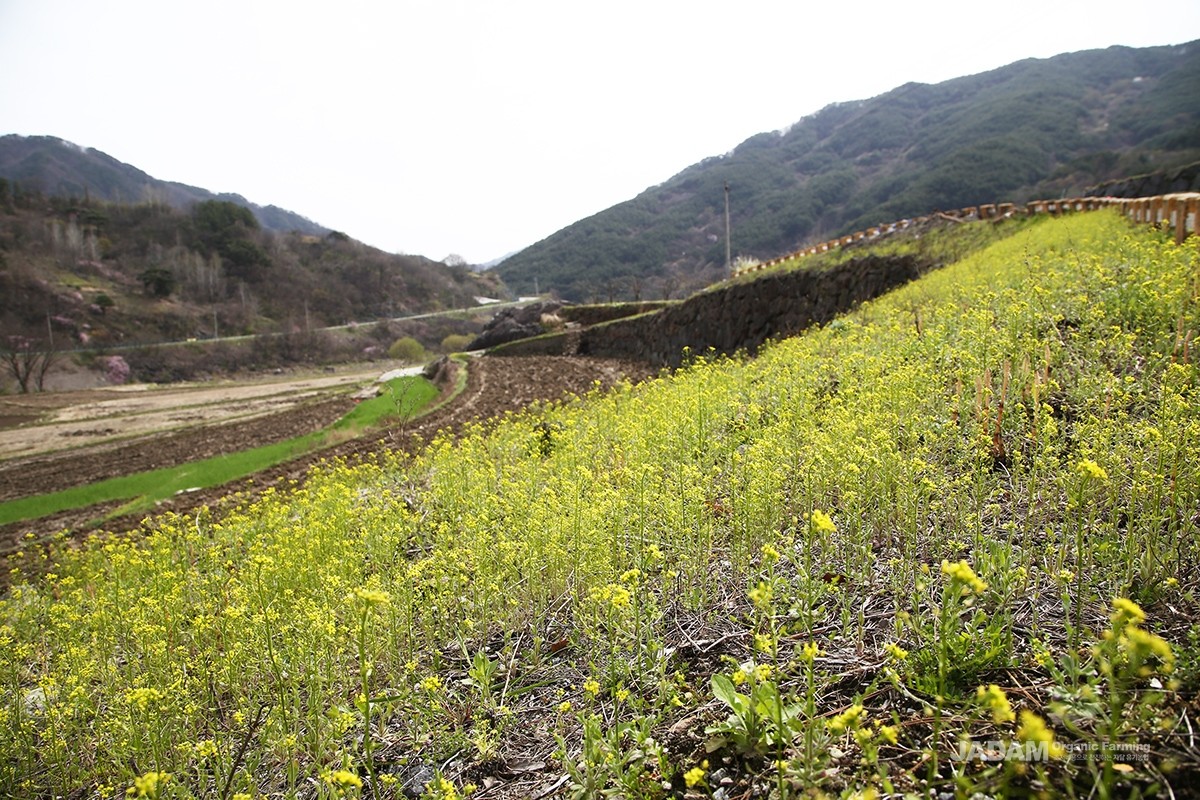 Though not as showy as canola flowers, it forms beautiful colonies of yellow blossoms.