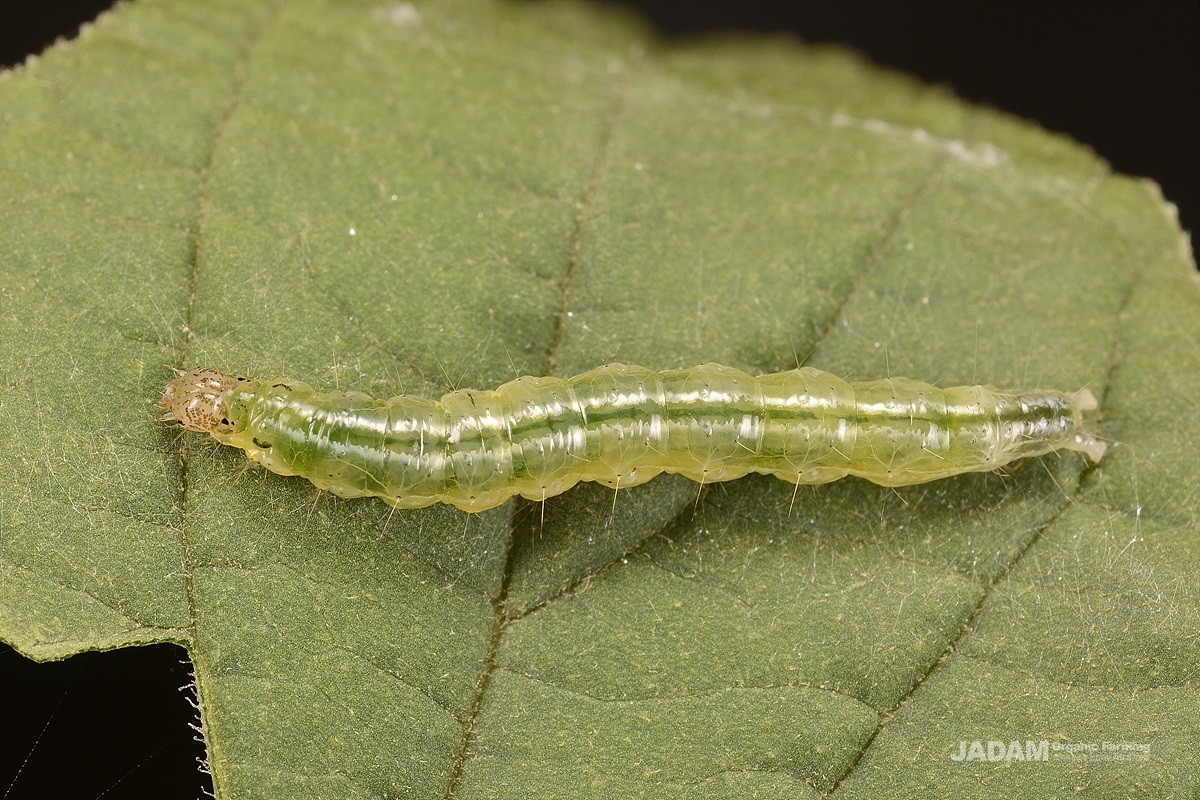 Late instar of Southern beet webworm moth larva