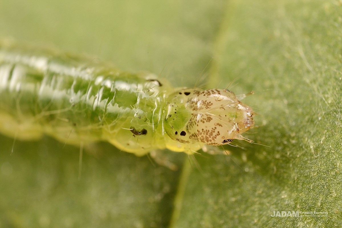 Head of Southern beet webworm moth larva