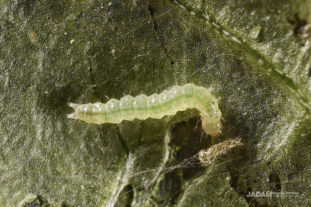 Early instar of  Southern beet webworm moth larva