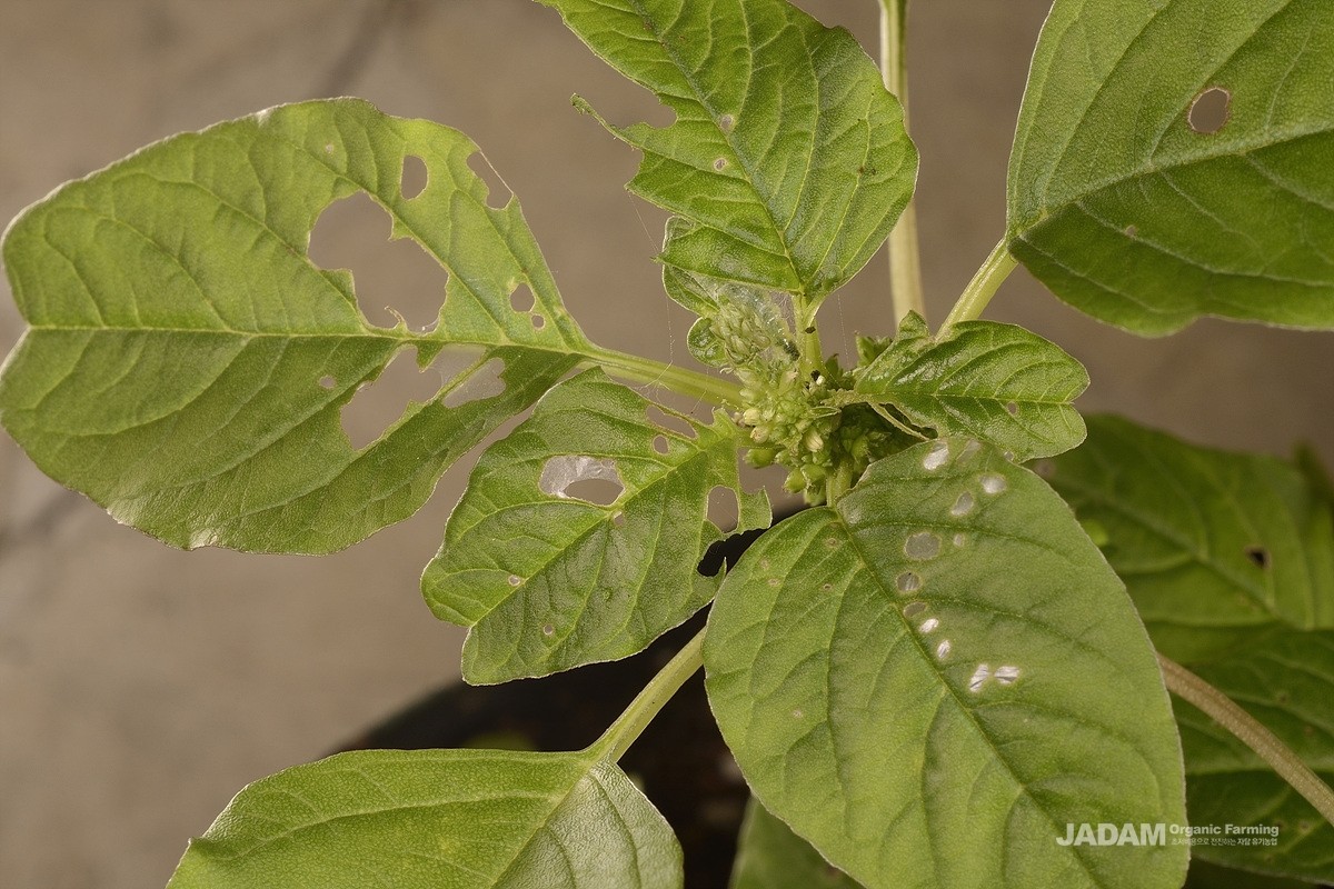 Damaged Indian spinach caused by Southern beet webworm moth