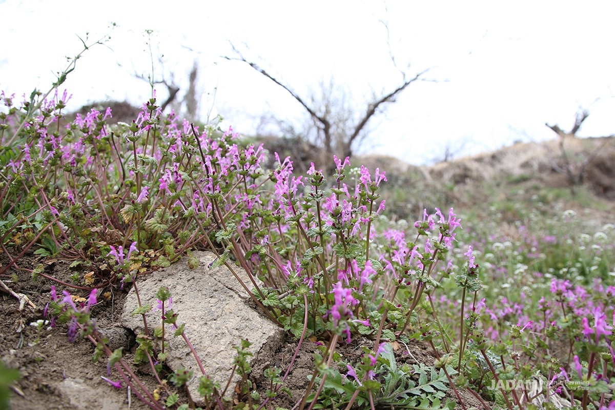 From March to May, reddish-purple flowers bloom in whorls from the axils of the upper leaves.