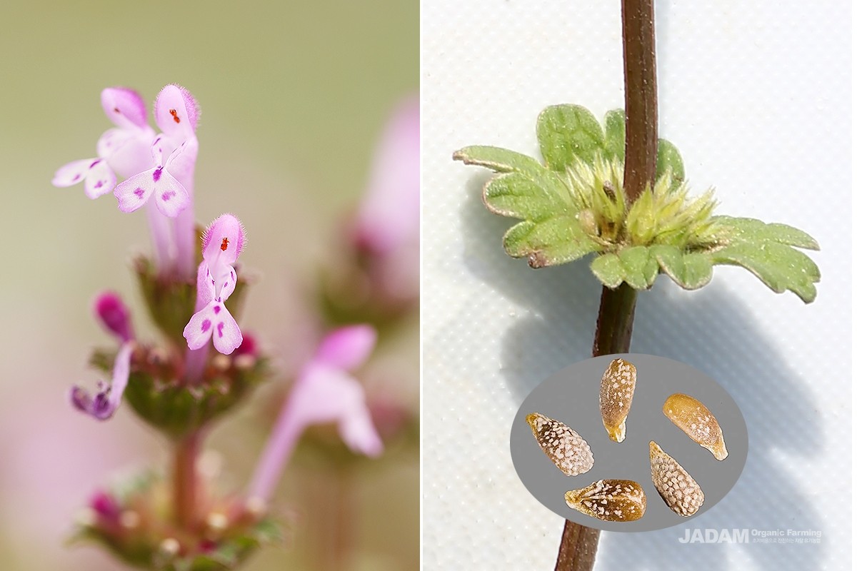 Inside each calyx are four nut-shaped seeds, pale brown with white speckles across the surface.