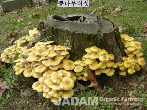 Yellow honey mushrooms are growing abundantly on an oak stump. Their color resembles that of honey, which is why they are called Honey Mushrooms in English. Brown varieties also commonly grow above ground