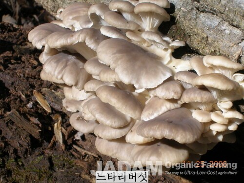 Oyster mushrooms are growing in clusters on a fallen tulip poplar tree. In November 2006, they appeared abundantly on dead tulip poplars everywhere, a true bumper harvest. Each cluster is about the size of a  human palm
