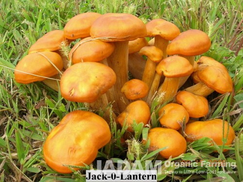 The bioluminescent Jack-o’-Lantern mushroom Omphalotus illudens (Schwein.) Sacc., an unrecorded species in Korea.