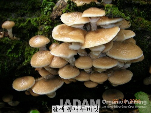 Brown honey mushrooms are growing abundantly on a dead hardwood tree. Along the trunk, which is about 30 feet long, a tremendous number of mushrooms have sprouted. This species appears only in autumn.