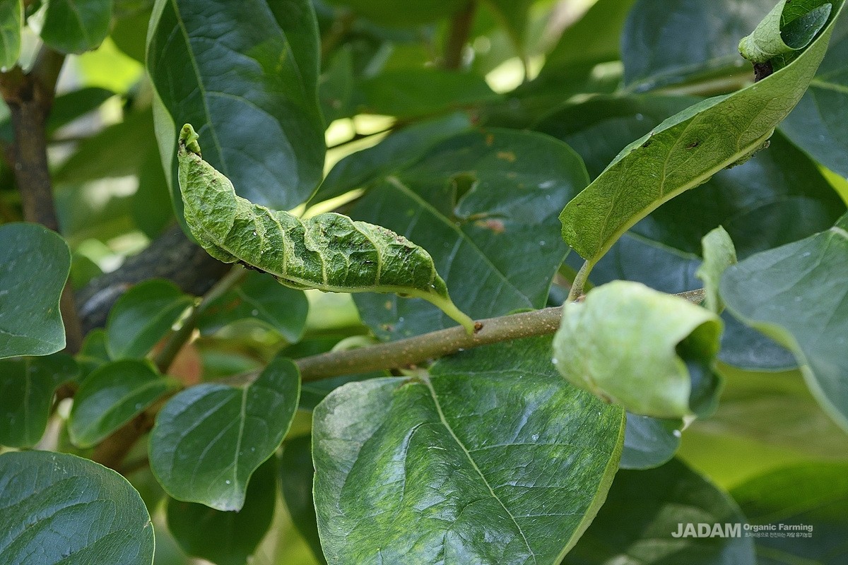 Damaged persimmon leaves caused by Ponticulothrips diospyrosi Haga et Okajima