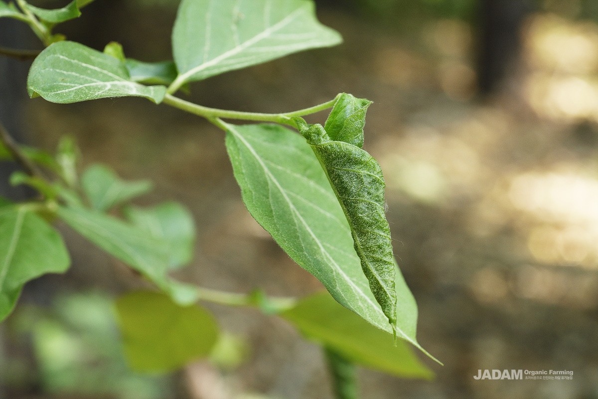 Damaged Japanese persimmon tree by Ponticulothrips diospyrosi Haga et Okajima