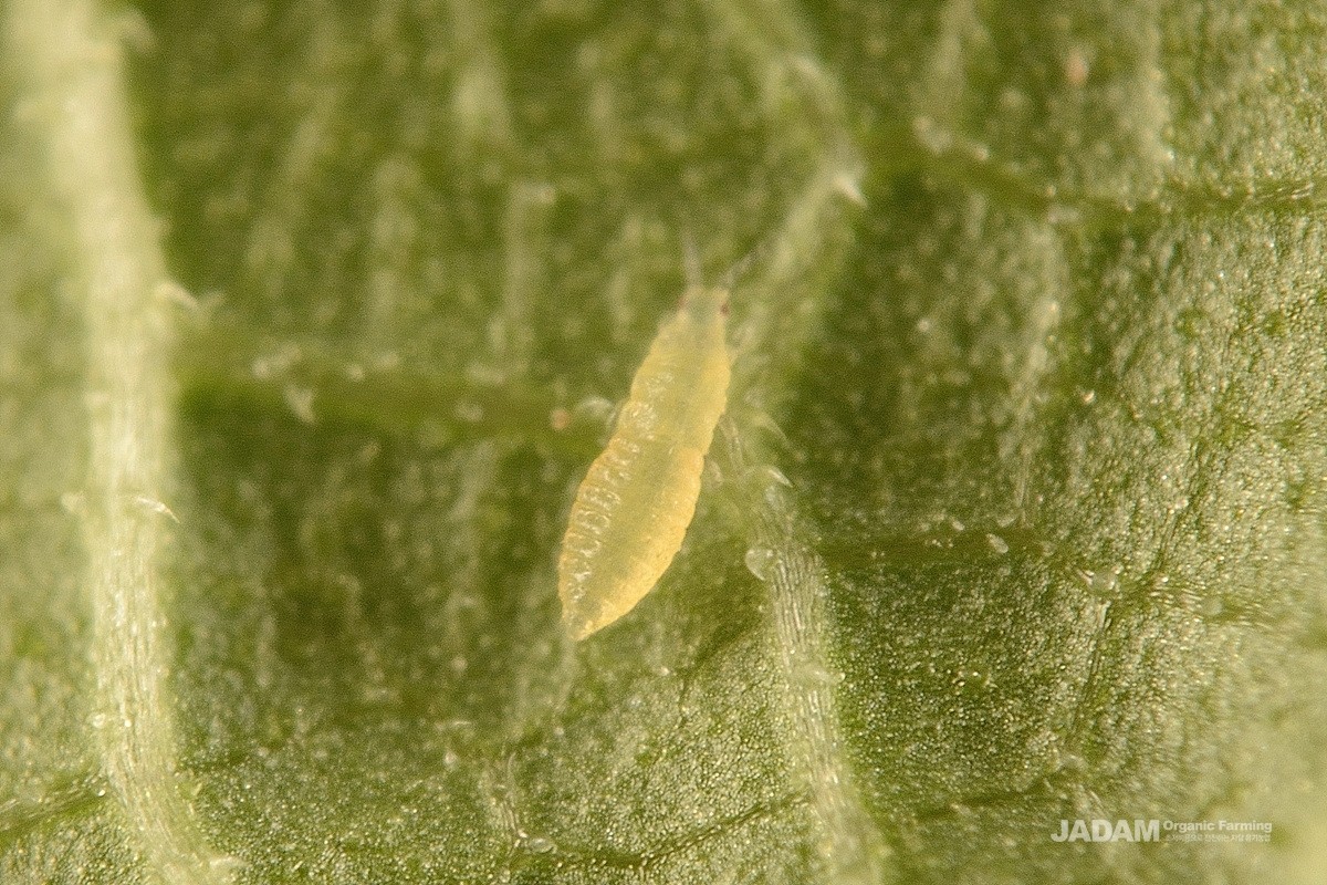 Mulberry trips nymph
