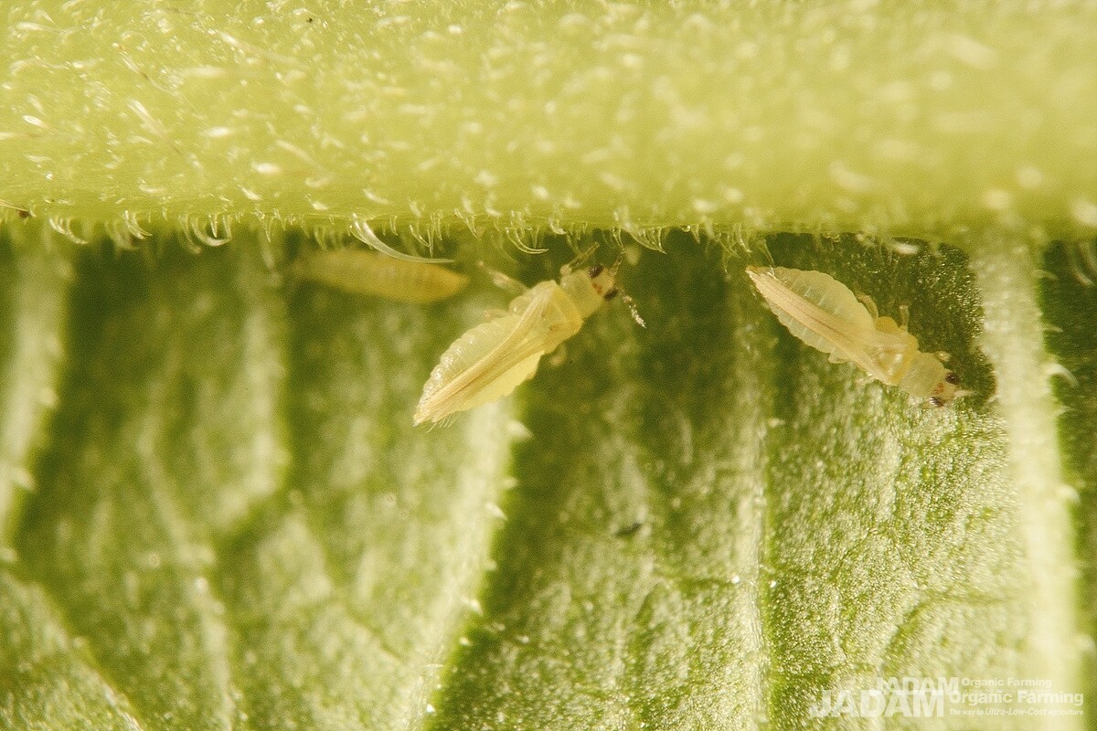 Mulberry nymphs and adults