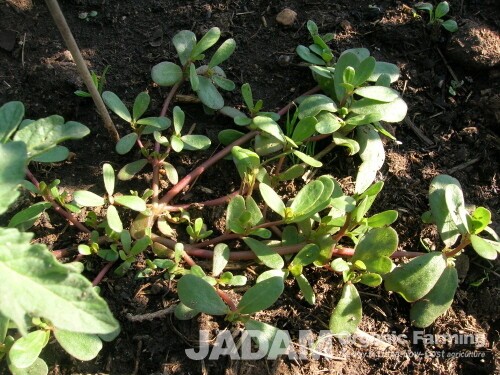 It is pigweeds.