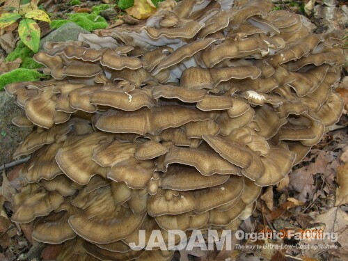 It was while harvesting these very Honey Mushrooms and Hen of the Woods that I was bitten by mosquitoes.