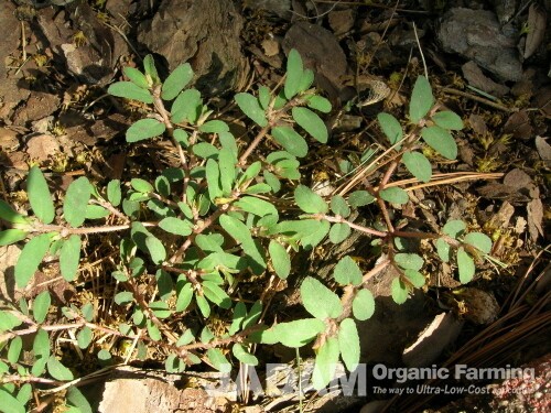 This Spotted Spurge. A white milky sap appears when the stem is snapped.