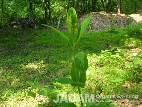 There are many kinds of milkweed. If you cut its stem, white liquid comes out