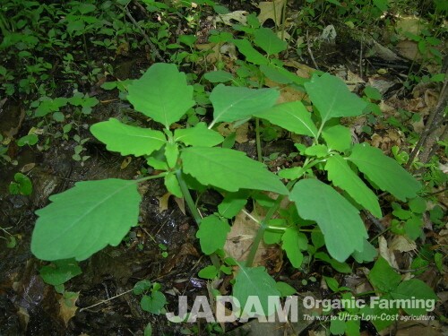 There is a plant called Jewelweed (Impatiens textori) in Korea, which blooms yellow flowers in summer. If its stems are red, then it blooms orange flowers. It is very easy to use and effective. It grows around 1m.