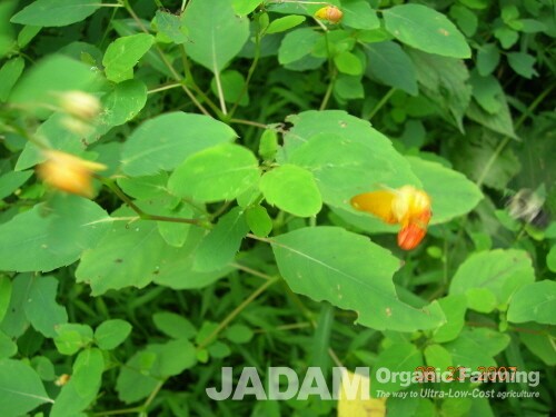 Jewelweed with orange flowers in bloom