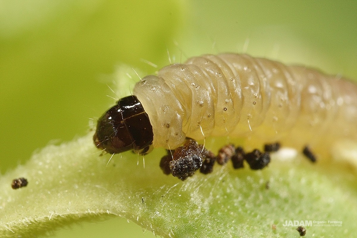 The head of Plum tortrix moth larva