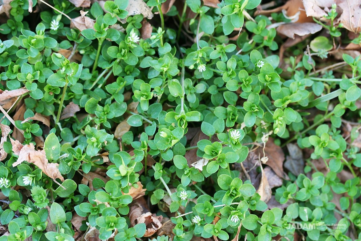 From winter, several stems emerge and creep along the ground, spreading in all directions.