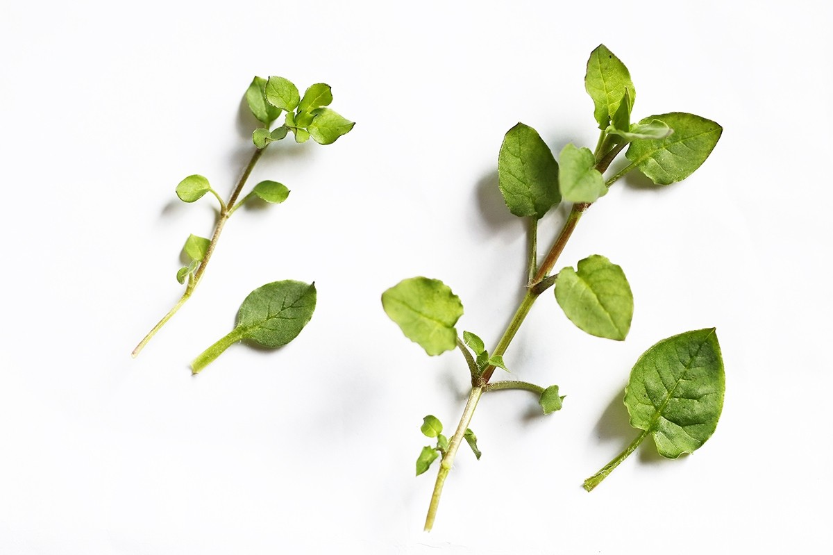 The leaves are opposite and egg-shaped. (Left: Stellaria media, Right: Stellaria alsine)