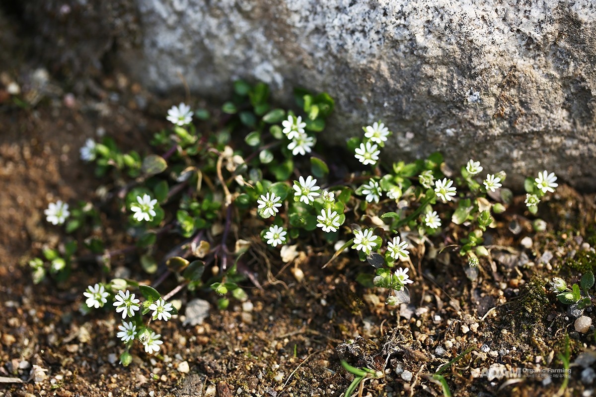 A single plant produces hundreds of tiny flowers that bloom and fade throughout spring.