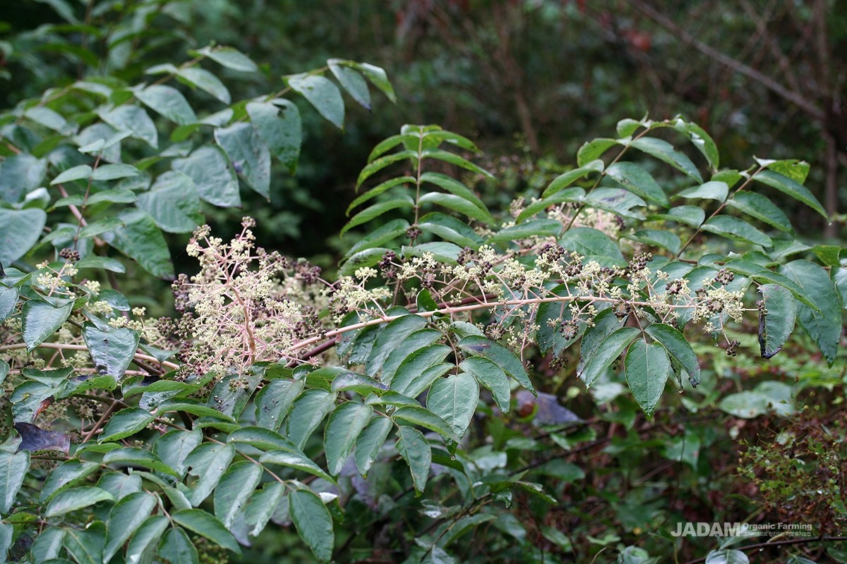 The leaves are alternate and bipinnate, with spines present on both the leaf stalks and the leaflets.