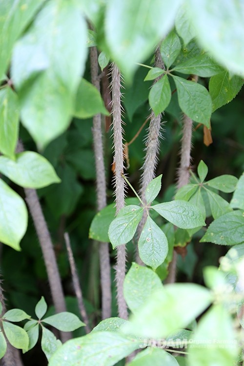 Spiny Siberian ginseng has slender, dense thorns covering the entire plant.
