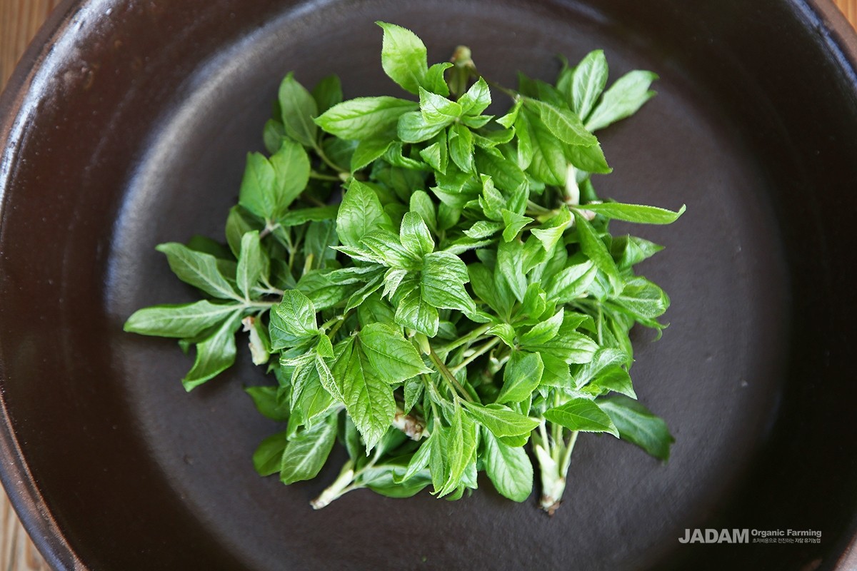 The young leaves and stems of Siberian ginseng are used mainly for food or medicine.