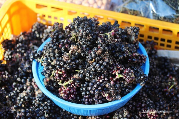 The fruits are mixed with sugar to make enzyme syrup or soaked in alcohol to make medicinal liquor.