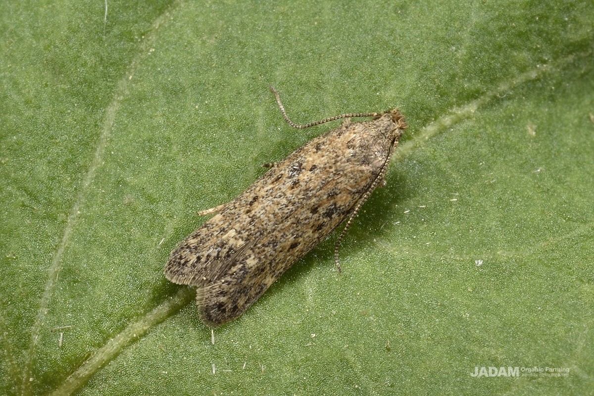 Wolfberry Leaf-miner Moth (Ilseopsis parki Povolny) adult