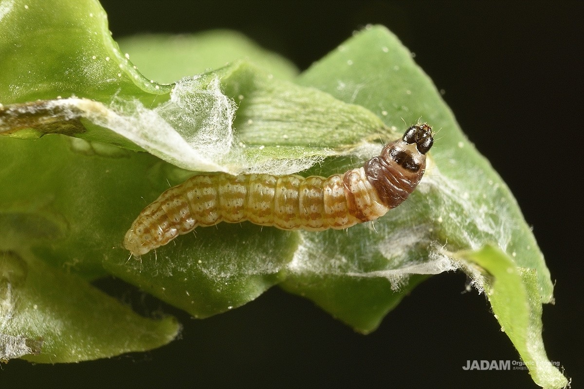 Wolfberry Leaf-miner Moth (Ilseopsis parki Povolny) late instar of larva