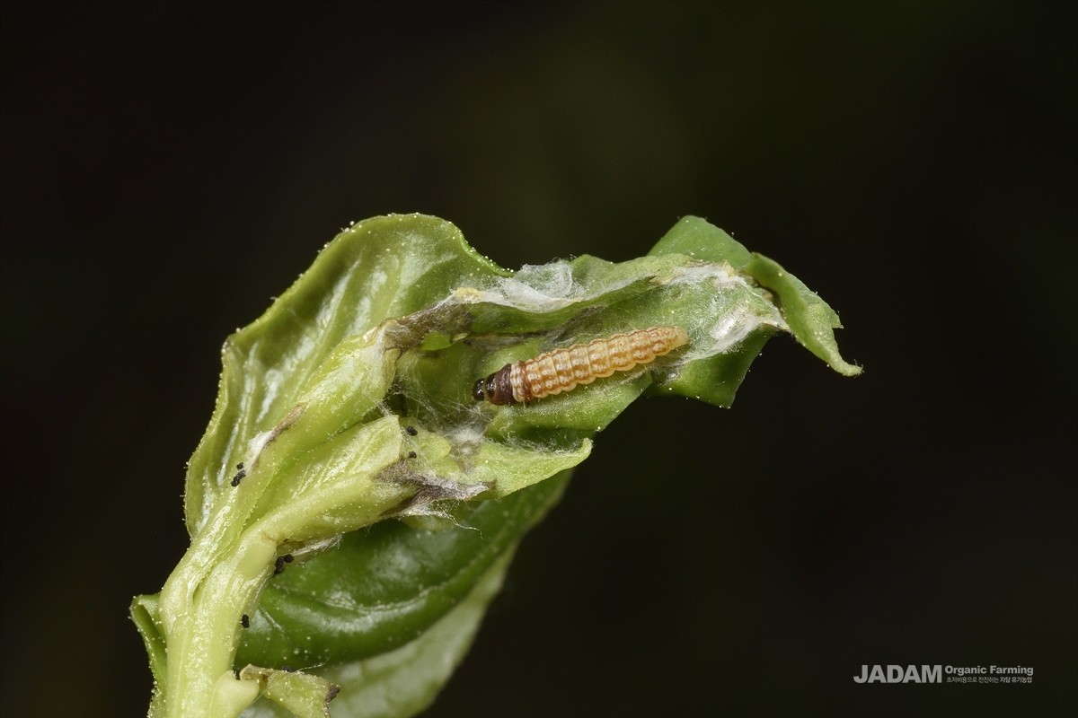 Wolfberry Leaf-miner Moth (Ilseopsis parki Povolny) late instar of larva