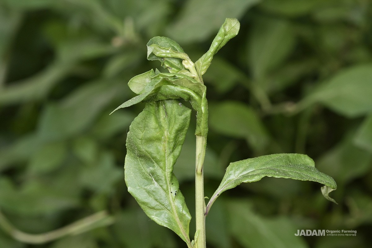 Damaged by Wolfberry Leaf-miner Moth (Ilseopsis parki Povolny) in spring