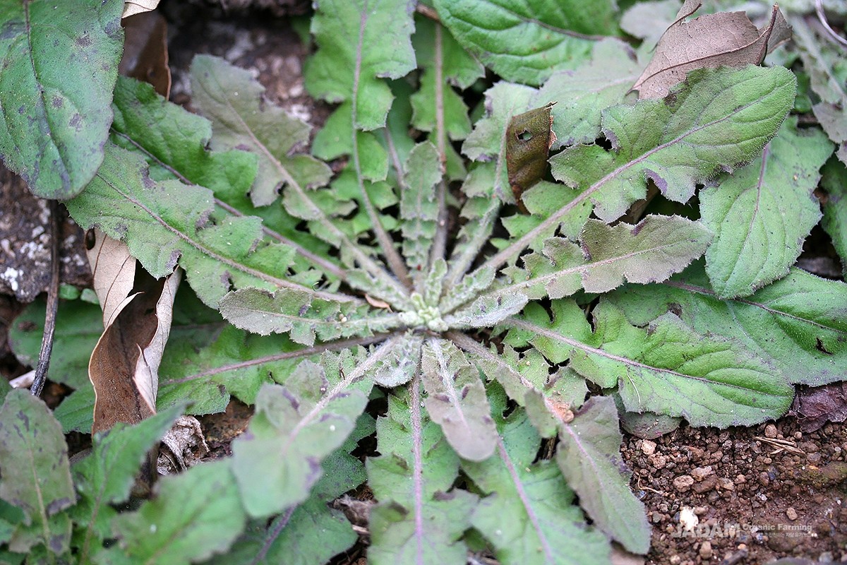 The rosette-shaped basal leaves are lobed like those of a dandelion or radish and are covered in many hairs.