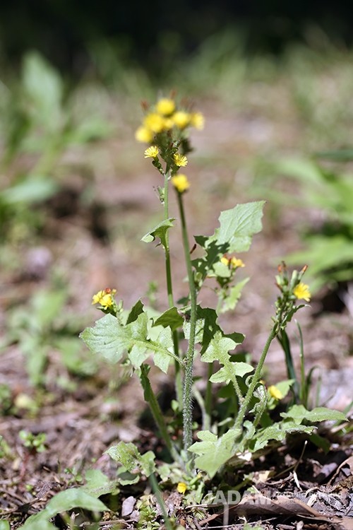 The lower part of the stem has one to four small leaves, though sometimes none are present.