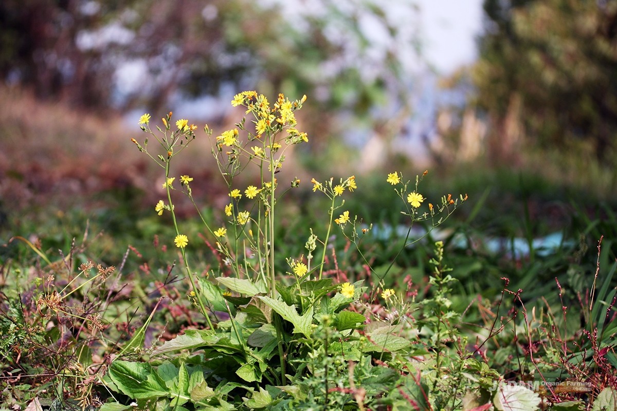 Small, head-like flowers bloom at the tips of the stems; they are roughly the size of a pinky fingernail.