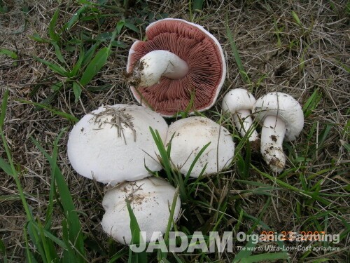 Traditional Medicinal Uses of the Field Mushroom