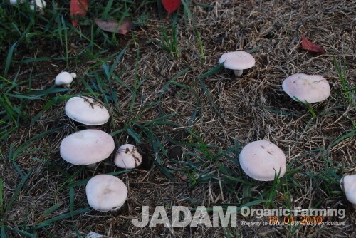 Traditional Medicinal Uses of the Field Mushroom
