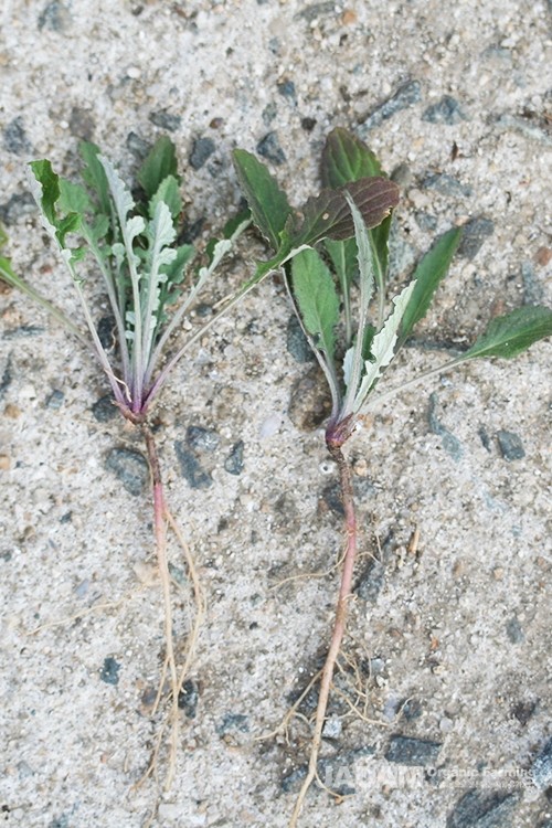 It sprouts early in autumn and overwinters as basal leaves.