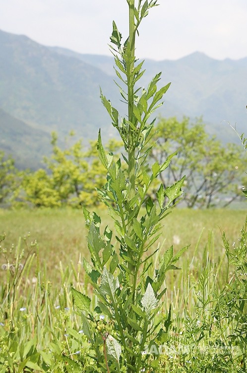 Stem leaves are long oval-shaped, lack petioles, and are deeply lobed pinnately.