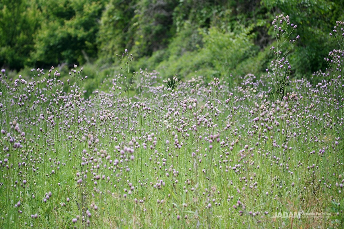 From May to July, head-shaped flowers hang densely at the tips of stems and branches.