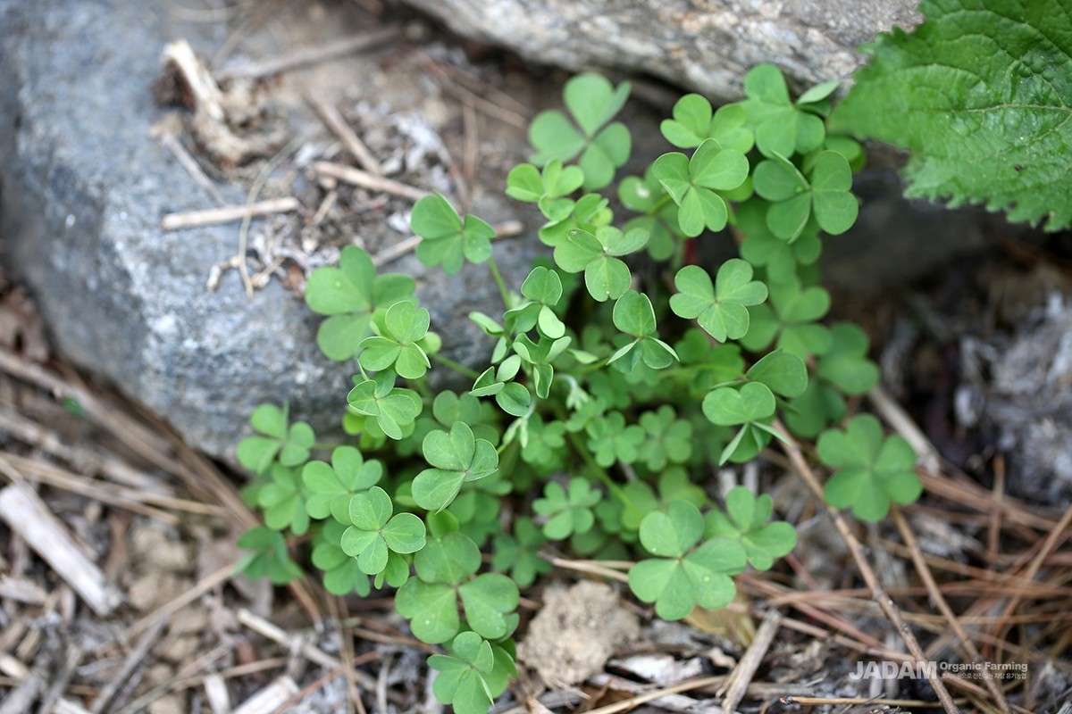 In spring, multiple stems emerge and grow obliquely in all directions; the leaves are compound leaves made of three leaflets.